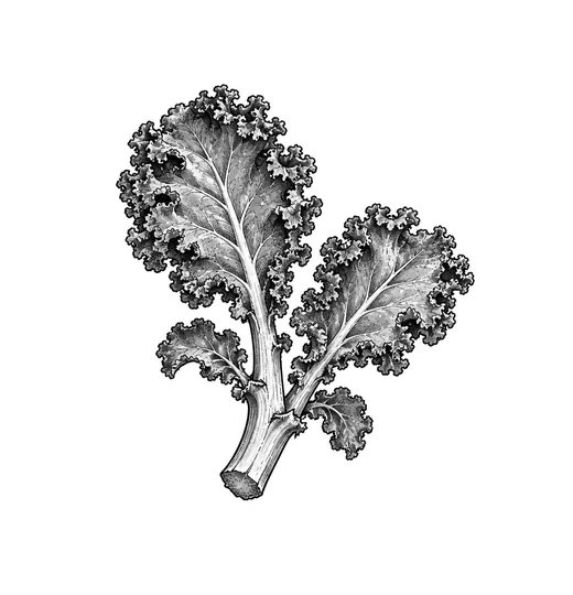 A cut kale stalk with ruffled leaves.