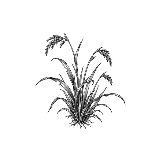 A small clump of verge grass with bent seed heads.